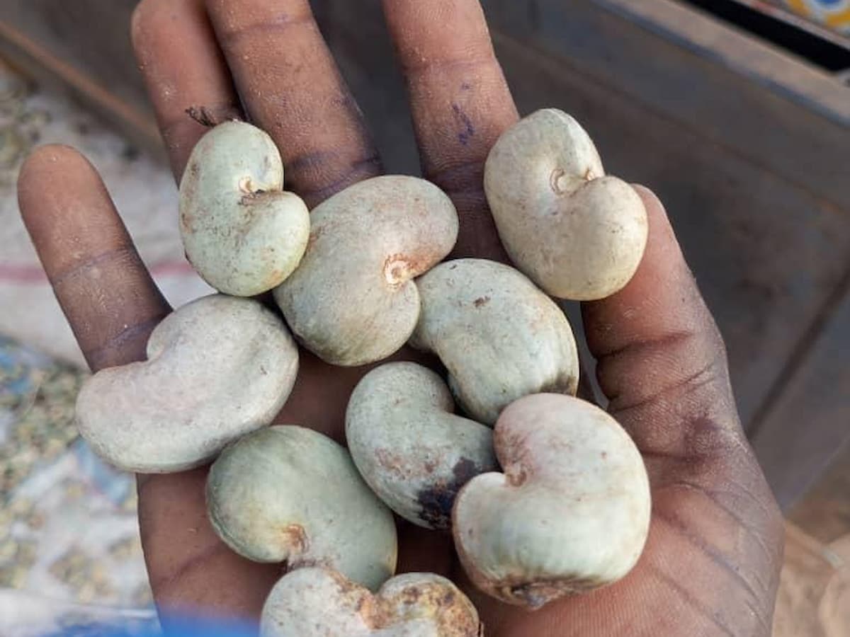Raw Nigerian cashew nuts sorted for bulk export